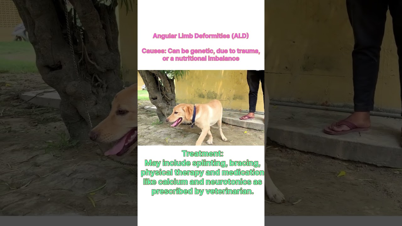 Dog leg  bending problem @VetCareDrVineetVerma