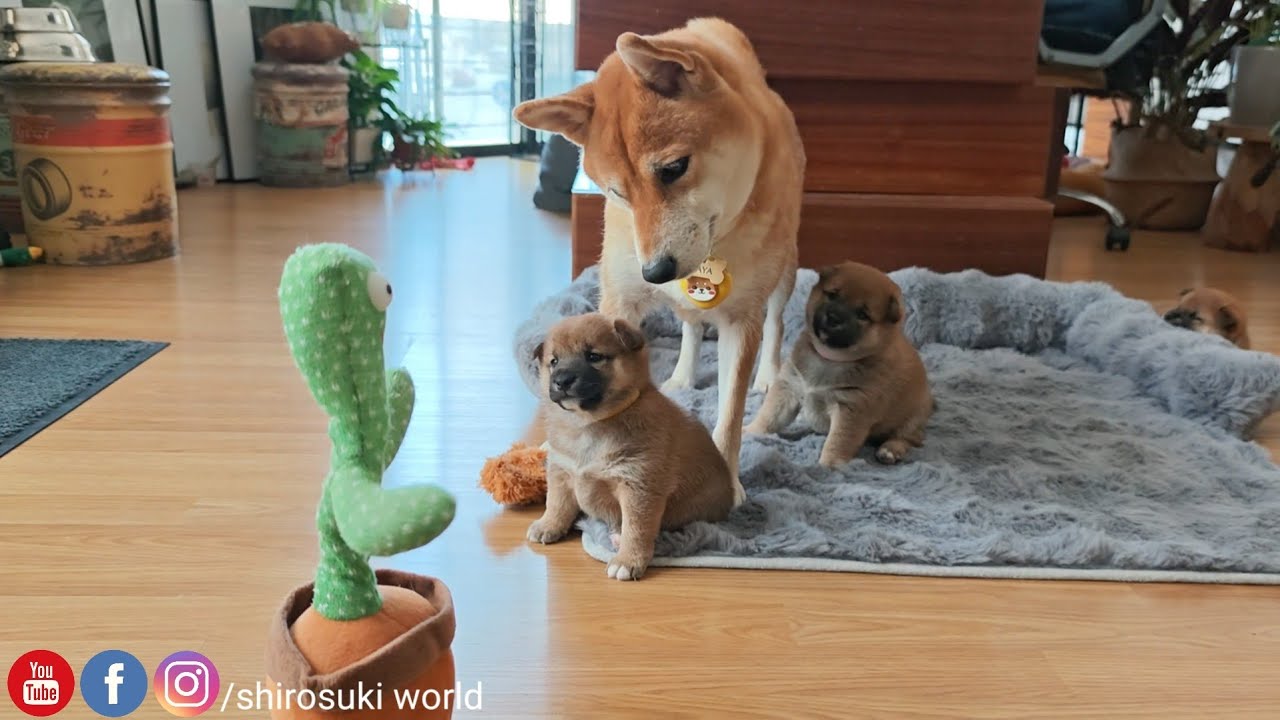 Cute reactions of a talking cactus 
