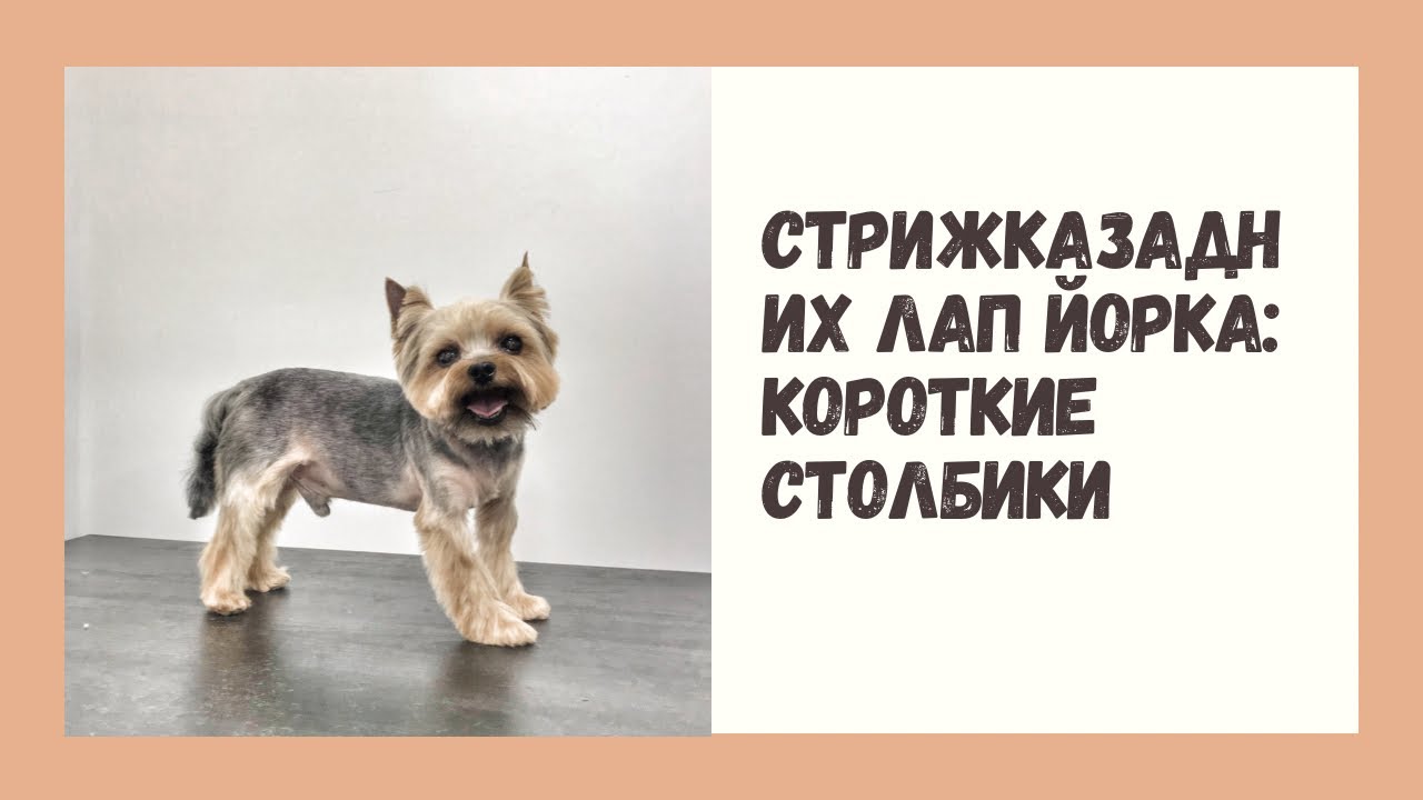 Стрижка задних лап йорка: короткие столбики