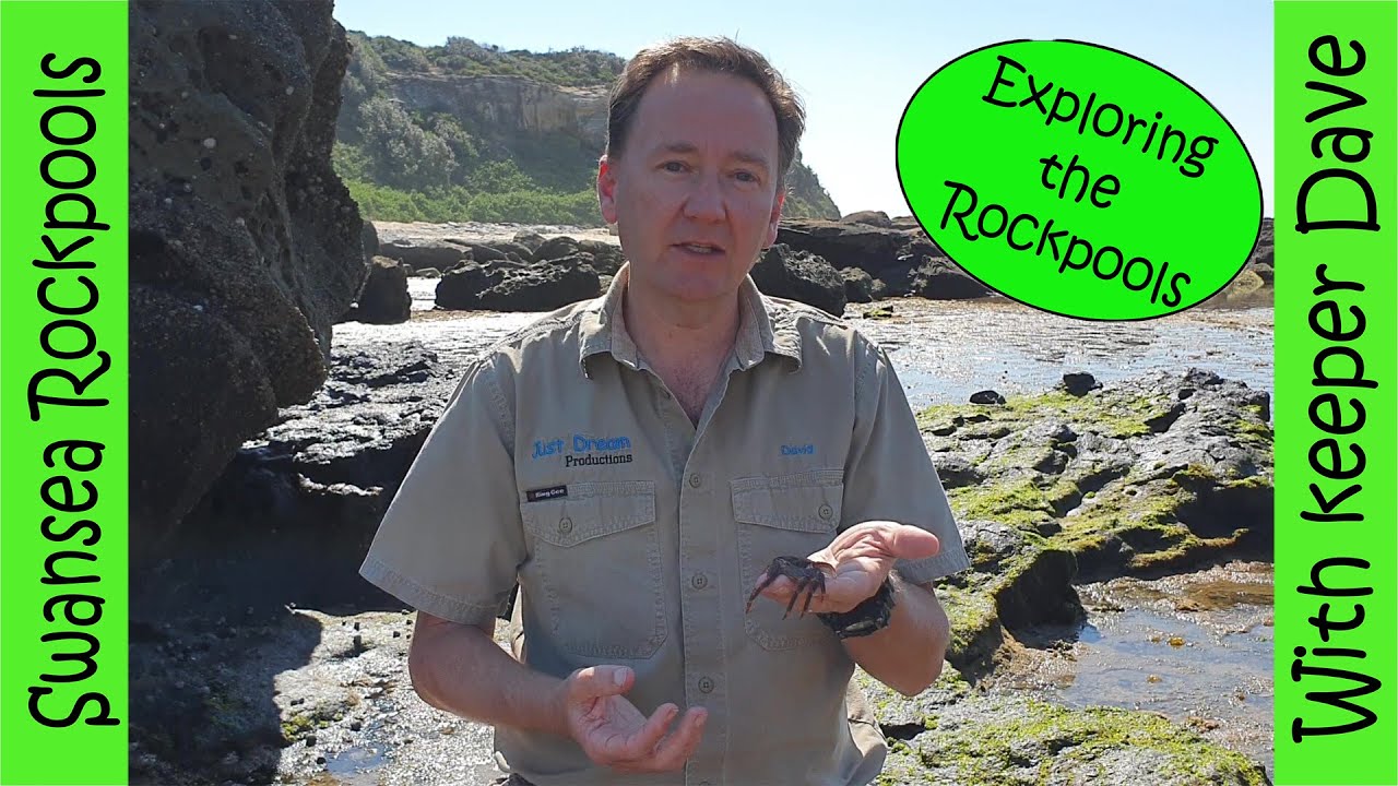 Swansea Rockpools part 1 . Explore and discover the interesting sea creatures at with Keeper Dave.