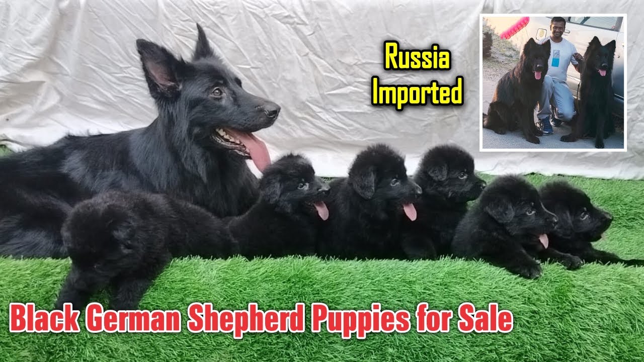 Black German Shepherd | Ram Lakshmi's Kennel at Hosur | Dreamer Paul Vlog