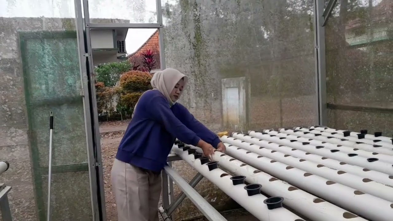 Minggu Pertama PL Hidroponik Kale 🌱