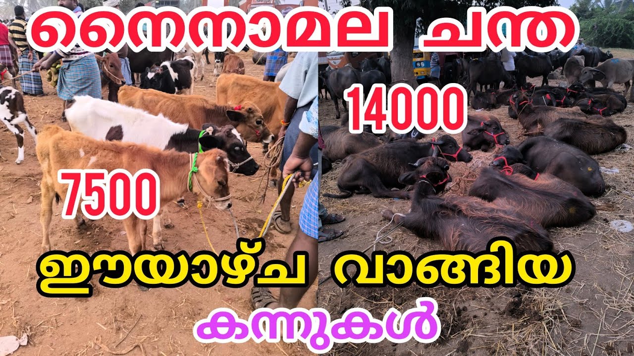 ചന്തയിൽ വിലകയറ്റം തുടരും #anwarvlog #buffalomarketvideo#Cowmarket#cattlemarket #animals#pothmarket 