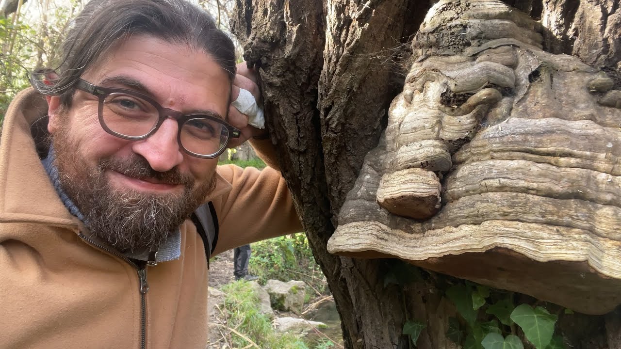 Il fungo millenario