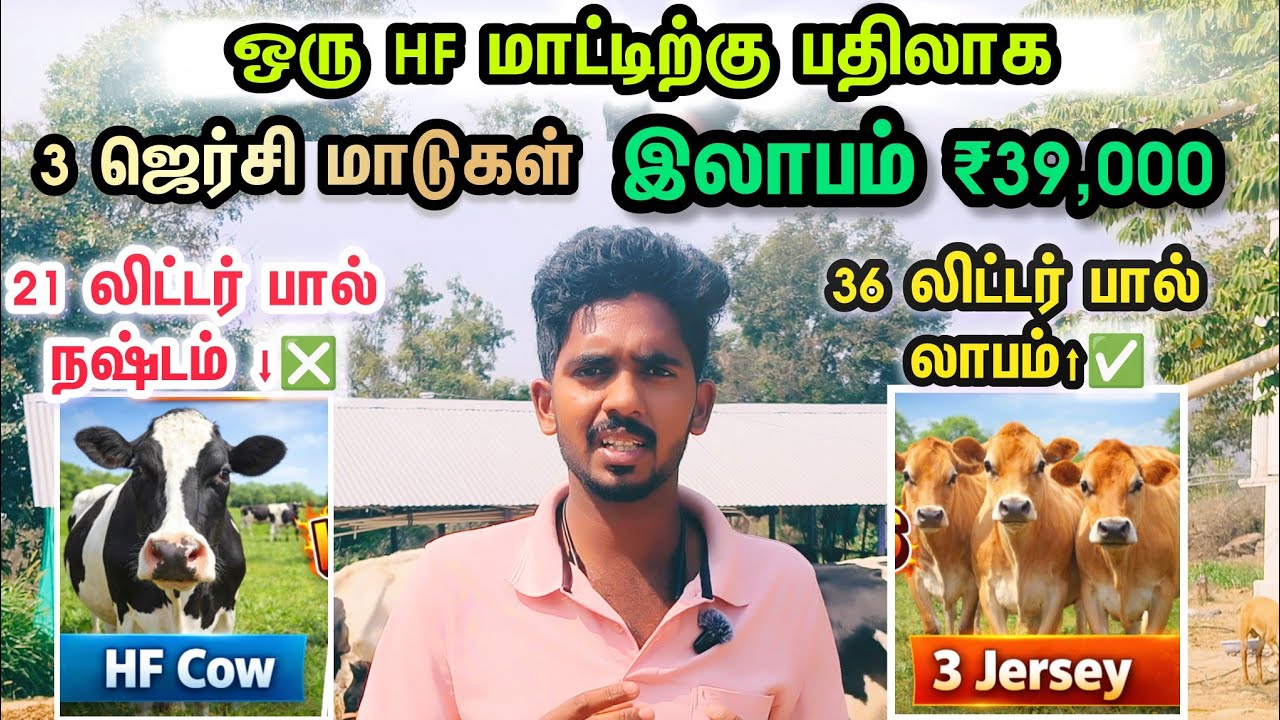 மூன்று மாடு போதும் லாபம்-39,000#vekavan#cow #farming #agreatbigworld #cowvideos 