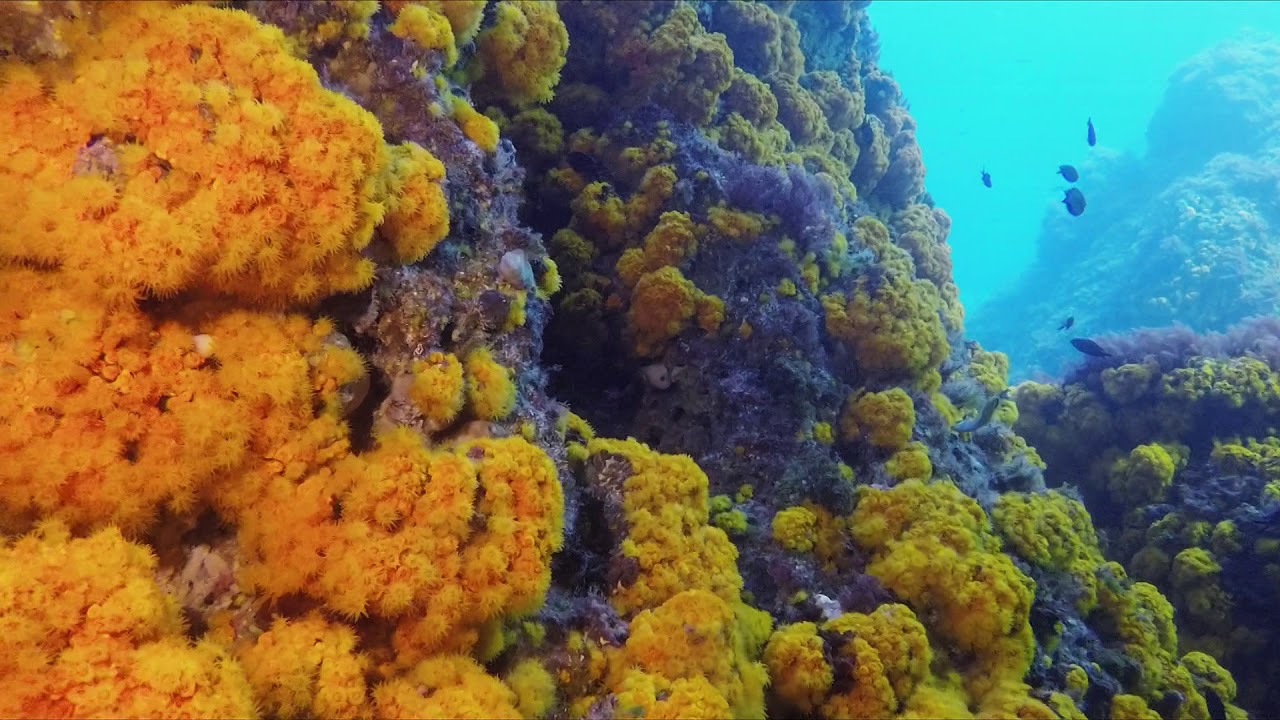 Buceo en Calahonda.