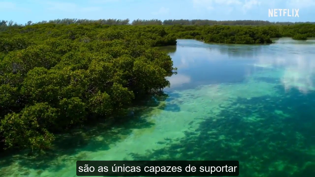 Dia Mundial  de Conservação do Mangal