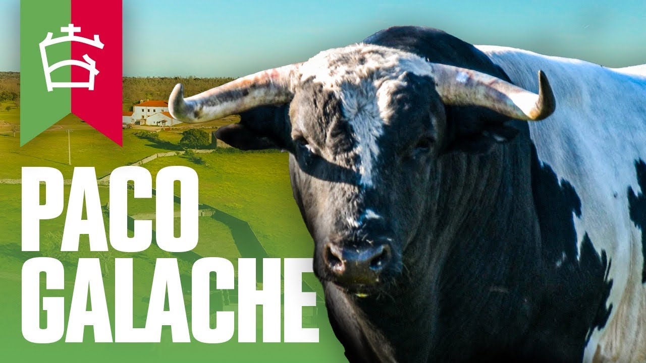 GANADERIA PACO GALACHE | TOROS 2023