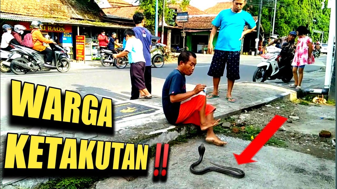 Detik - Detik digigit Ular King Kobra Mematikan‼️5 Menit Tak Tertolong @MbahBandotChannel