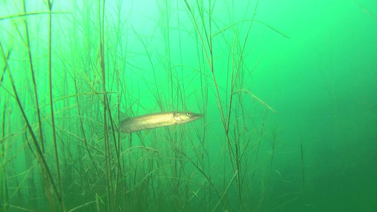 Tauchen im Brechtsee - Philippsburg