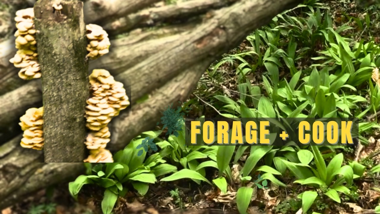 Wild Ramps & Golden Oyster Mushroom | Fired Chicken Marsala