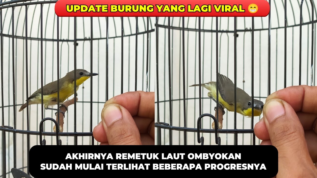 UPDATE BURUNG PALING VIRAL❗MESKIPUN OMBYOKAN TAPI SUDAH TERLIHAT PROGRESNYA❗