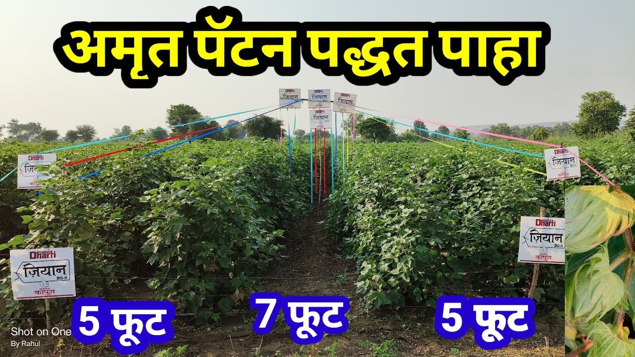 अमृत पॅटर्न पद्धतीने शेतकरी झाला मालामाल // बापरे कपाशी लावली 7 फुटावर // @rahulshindekrushi