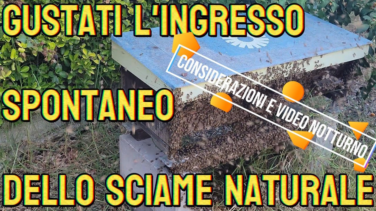 SCIAME DEL 4 LUGLIO 25 INGRESSO SPONTANEO E VIDEO NOTTURNO Apicoltura Naturale Leonardo topBbar