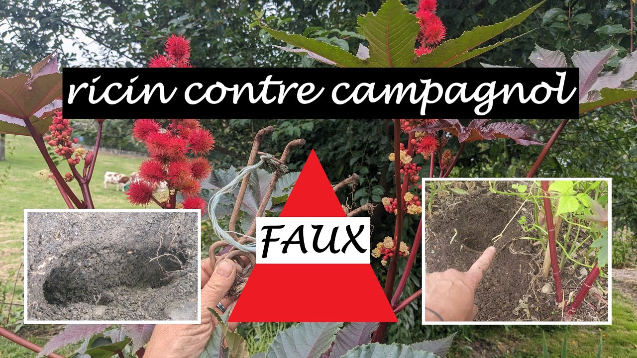 "plante du ricin au potager et t'auras pas de campagnol" : FAUX !