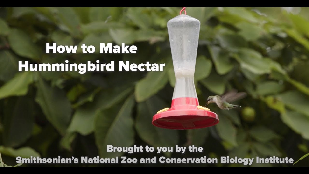 How to Attract Hummingbirds | RECIPE and Expert Q&A