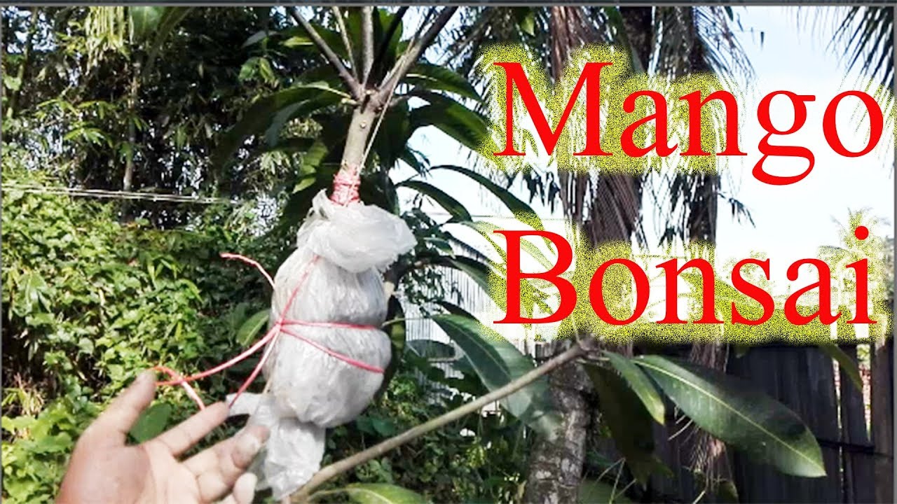 Mango tree bonsai making techniques | Big mango tree grafting at home | Easy Making Mango Bonsai