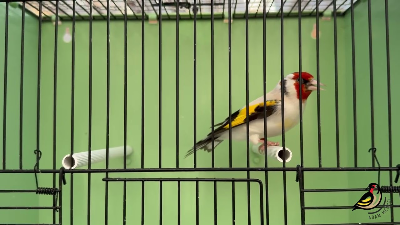 Carduelis Carduelis major Eumo mutation