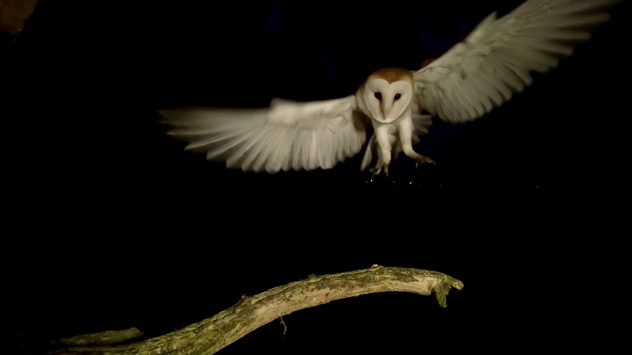 Barn owls nesting