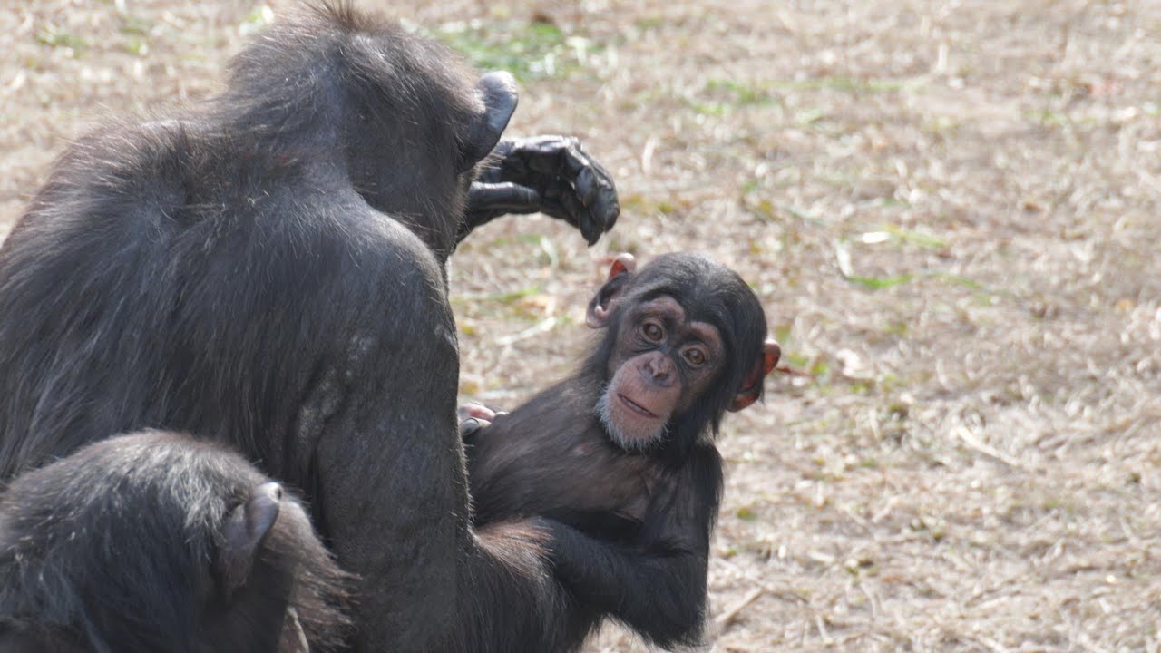 「じいちゃんにも毛づくろいしてあげて」カズキ　東山動植物園　チンパンジー　202601