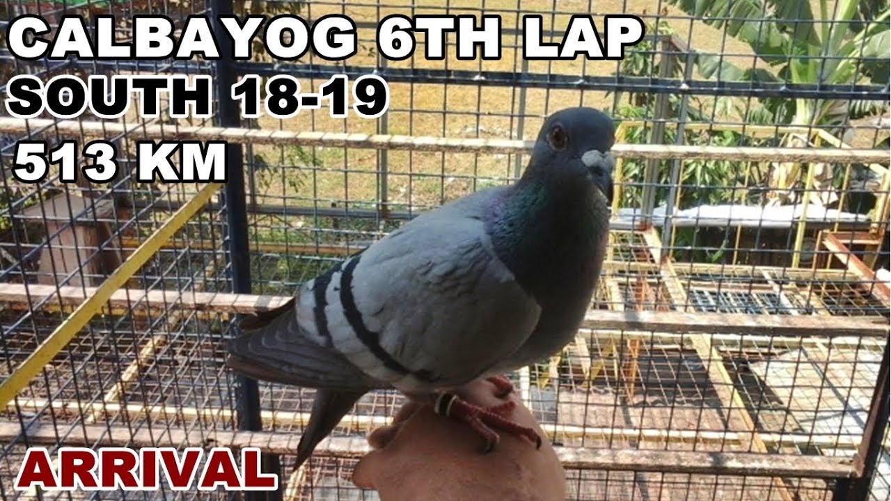BFRC 6TH LAP CALBAYOG 513 KM SOUTH 18 19 ARRIVAL RACING PIGEON