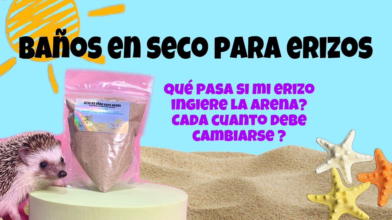 Baño en seco para erizos / sand bath for hedgehogs