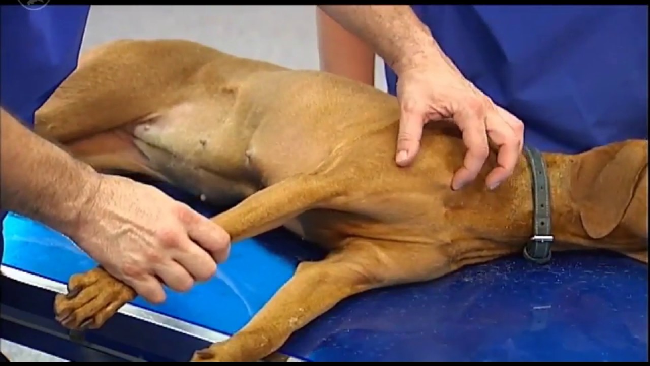 Untersuchung der Vordergliedmaße am liegenden Hund – Der Humerus