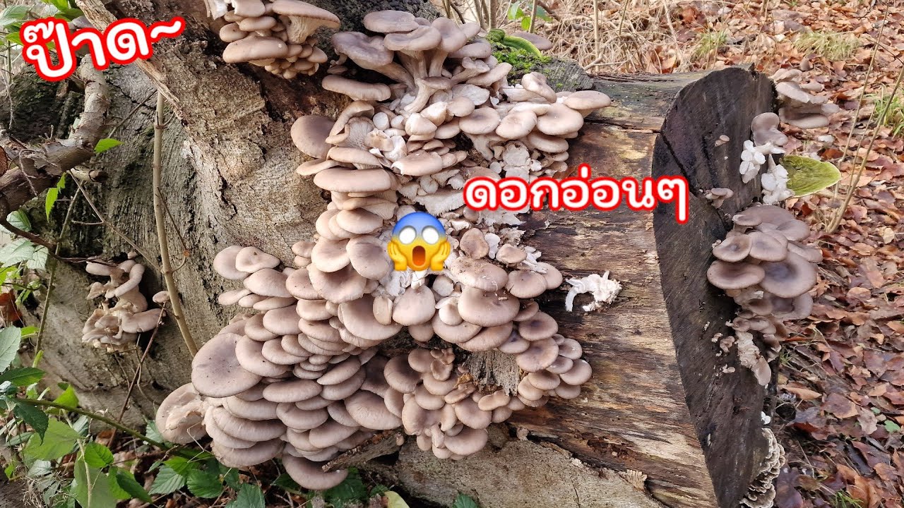 ป๊าด😱 ขอนเดียวเต็มซ้า‼️เก็บเห็ดนางฟ้านางรมดอกอ่อนๆจ้า🍄 Austernseitling 06-01-2024
