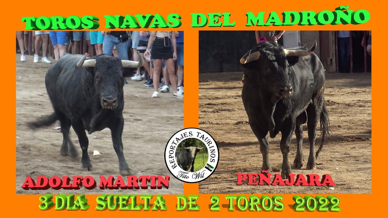 3º DIA 2 TOROS FESTEJOS TAURINOS NAVAS DEL MADROÑO 2022 4K