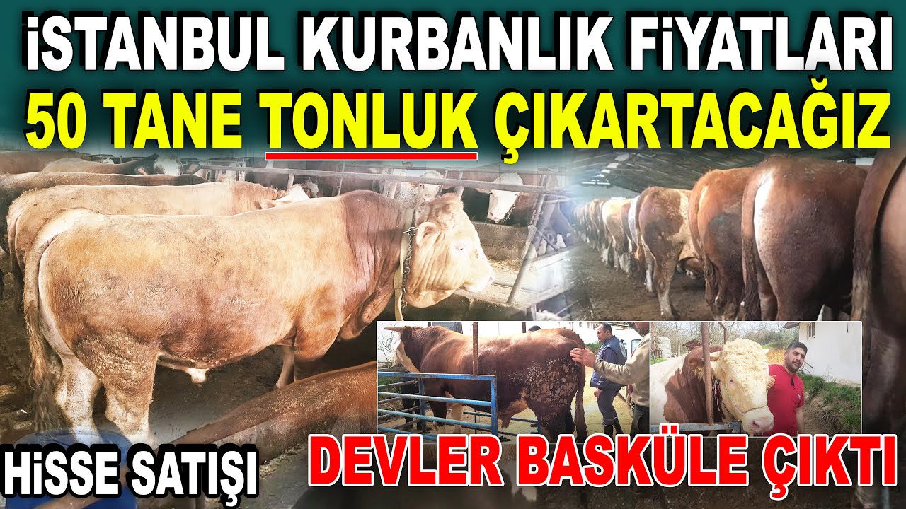 Kars Boğaları satışa çıktı! İşte 2025 İstanbul Kurbanlık Fiyatları / Cihan Besicilik