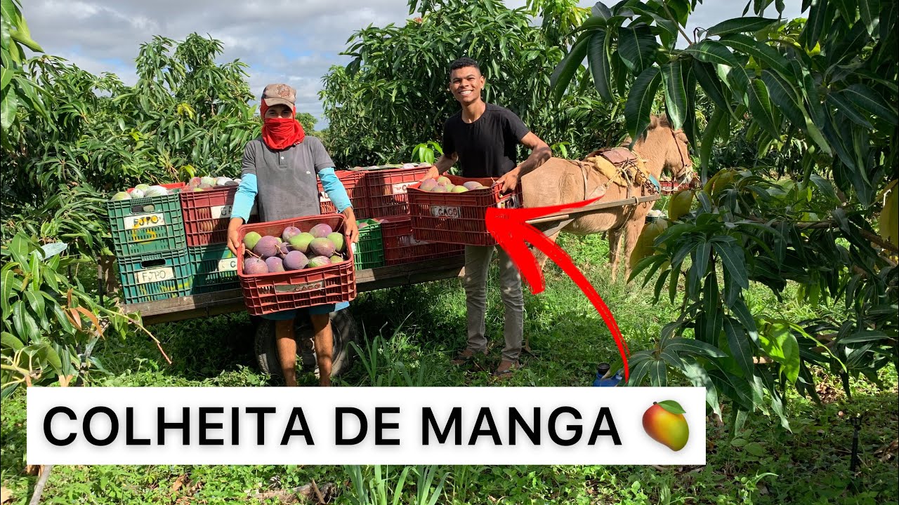 FUI NA COLHEITA DE MANGA 🥭