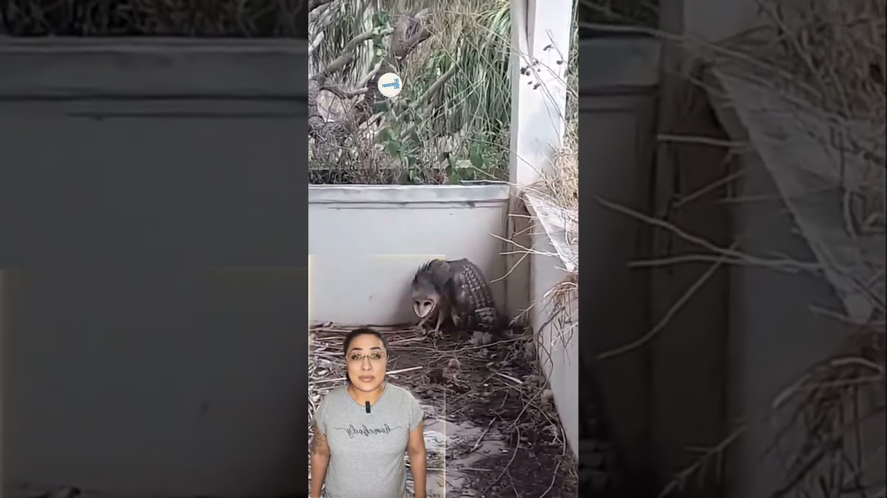 A Bruja, a Shapeshifter or a Weird acting Owl?