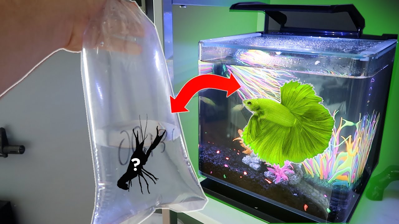 My *NEW* GLO BETTA FISH GETS A TANK MATE!