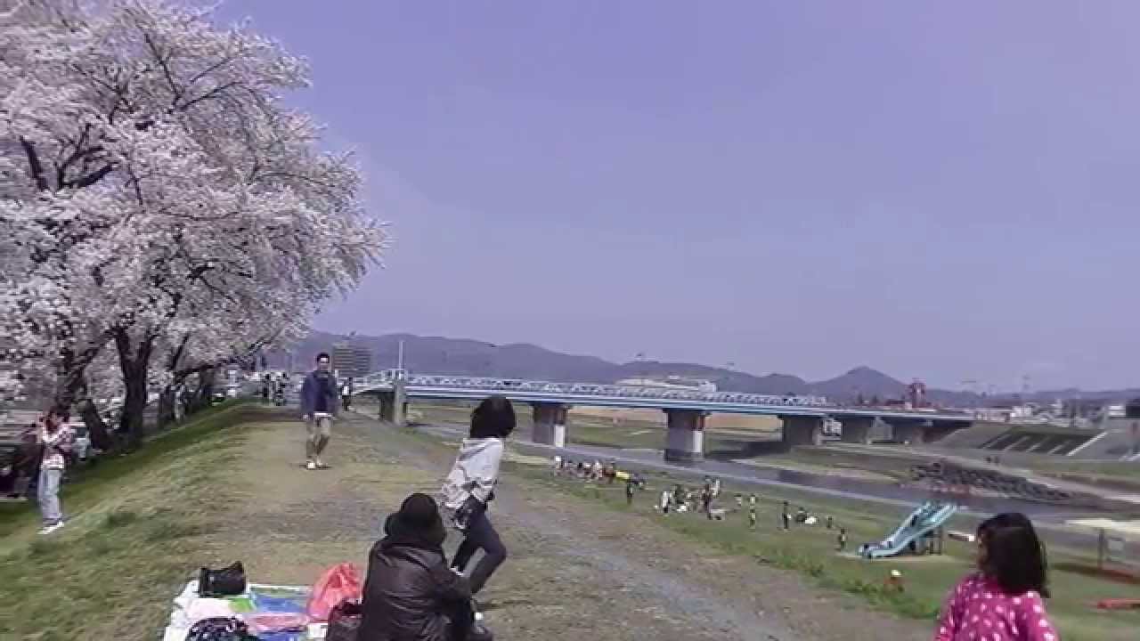 磐井川堤防の桜並木（岩手県一関市）