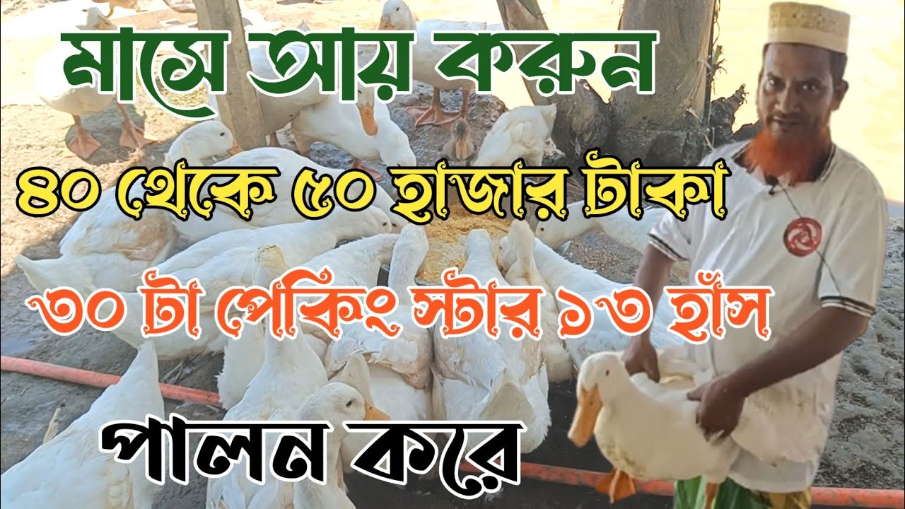 মাসে আয় ৪০ থেকে ৫০ হাজার টাকা, হাঁস পালন করে, পেকিং স্টার ১৩, লাভ জনক ব্যবসা, Duck Farming 