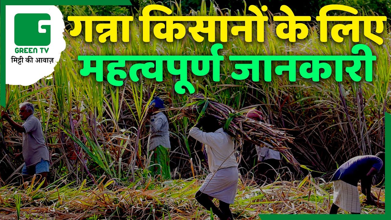 गन्ने की खेती करने वाले किसानों के लिए जरूरी जानकारी | Dr. Ravindra Kumar | ICAR SBIRC Karnal