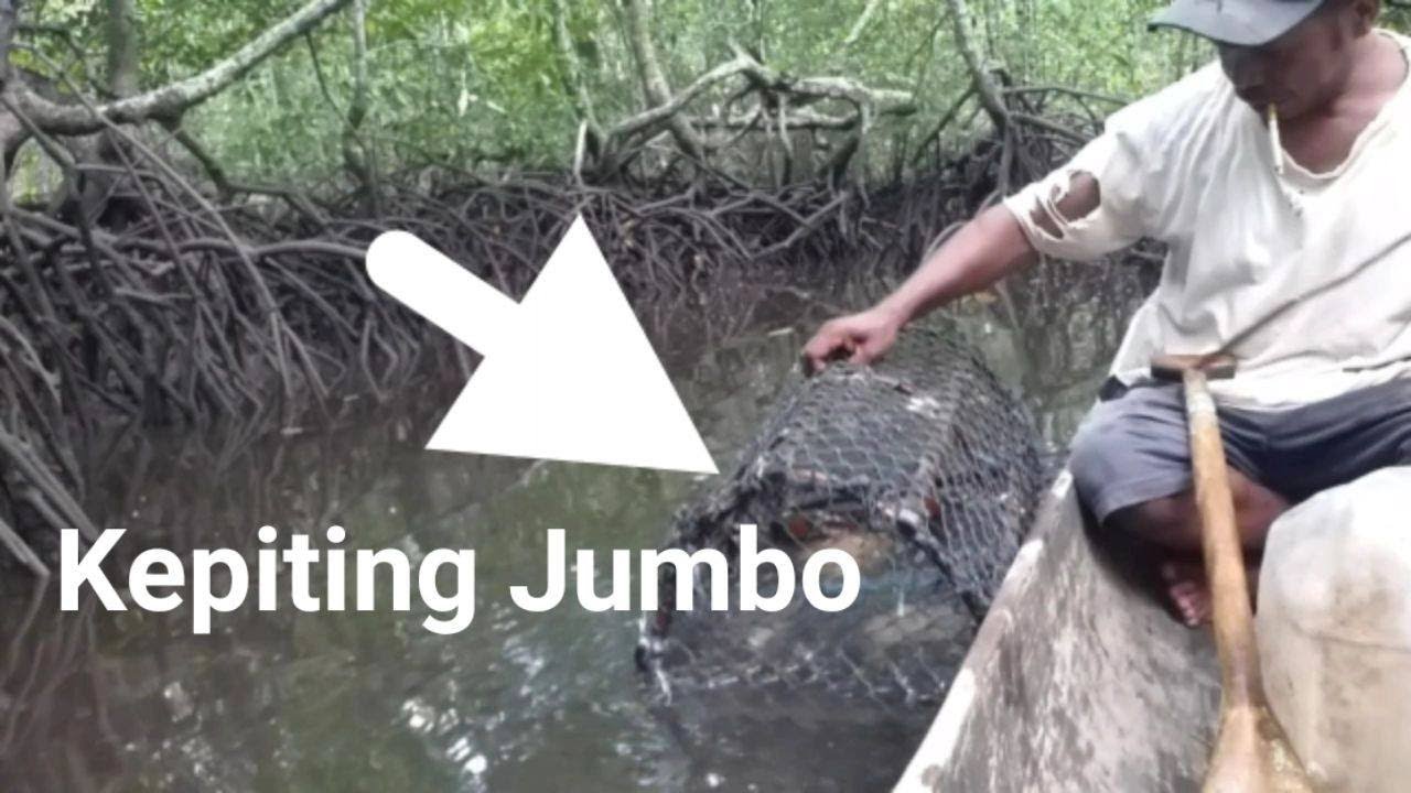 #KEPITINGBAKAU MENANGKAP KEPITING BAKAU DI SUNGAI LAMERANG KABUPATEN KEPULAUAN ARU ASYIK BANGET !!!!