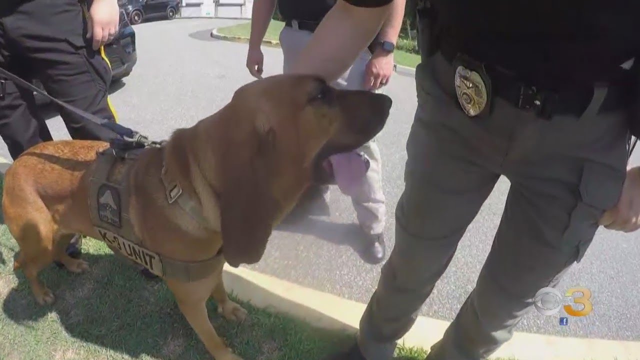 Gloucester County K9 dog finds 3 lost boys in Magnolia woods
