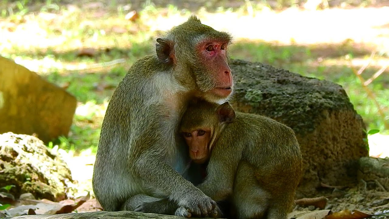 Spoiled Big Baby Monkey Still Need Milk | Mother Jade Feed Spoiled Baby Monkey
