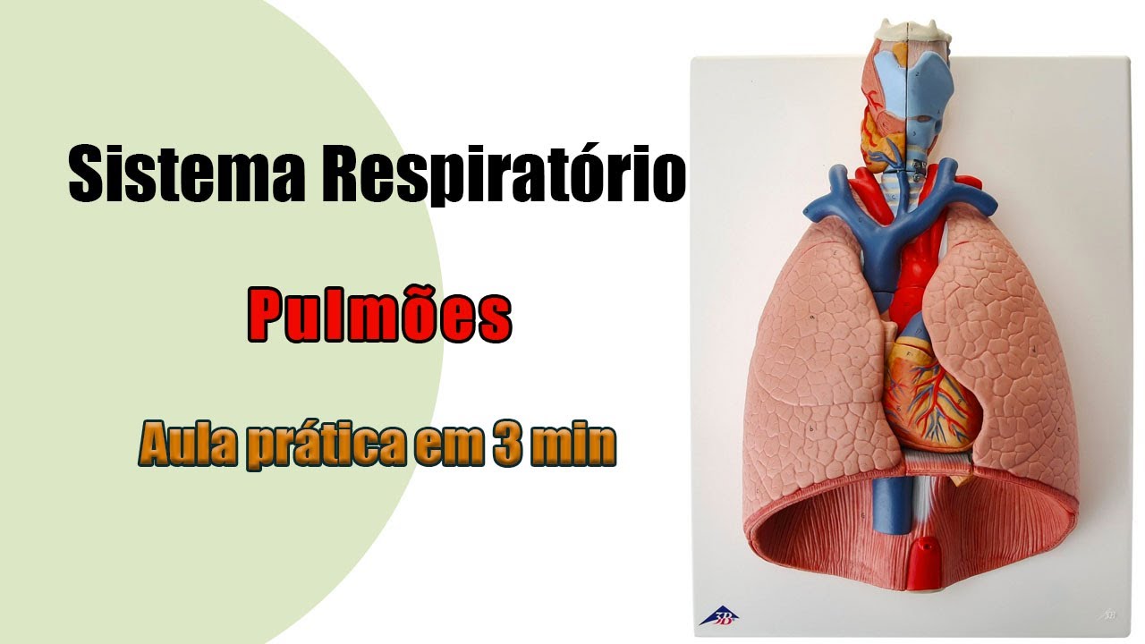 Anatomia Respiratória - Pulmão - Aula Prática