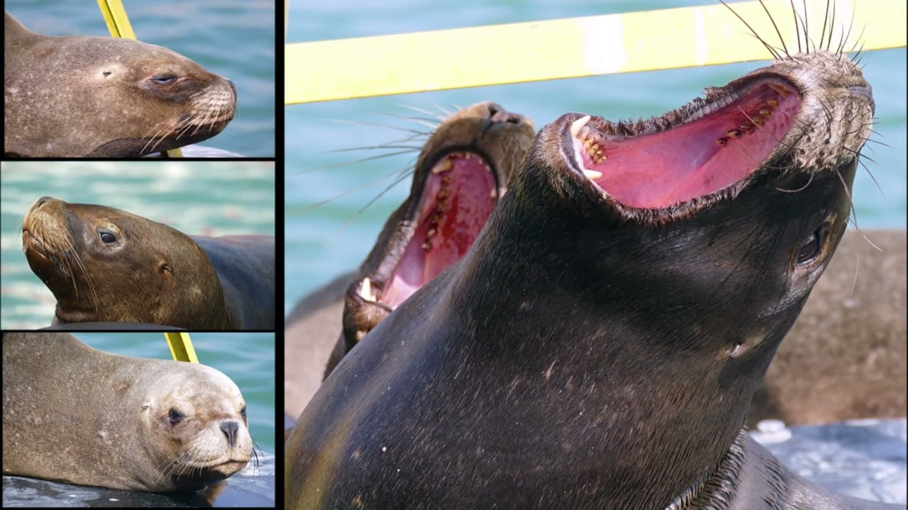 BALLESTAS ISLANDS , Paracas - PERU -  South America - part 2