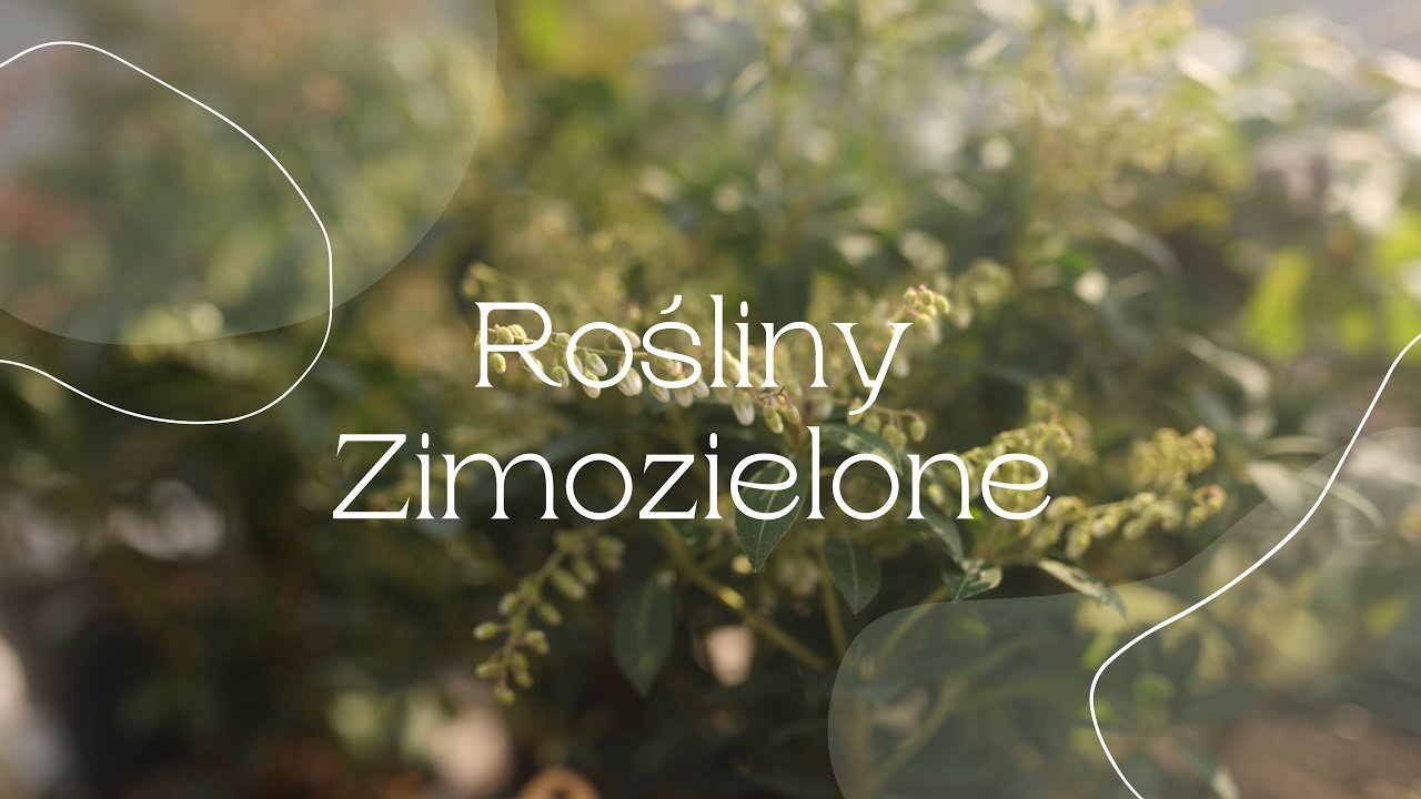 Rośliny Zimozielone