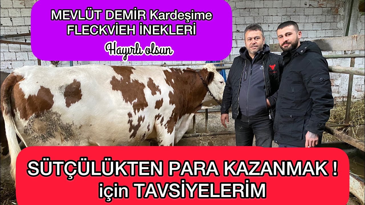 SÜTÇÜLÜKTEN PARA KAZANABİLMENİZ İÇİN TAVSİYELERİM ! #sütçülük #sütineği #süt #hayvancılık
