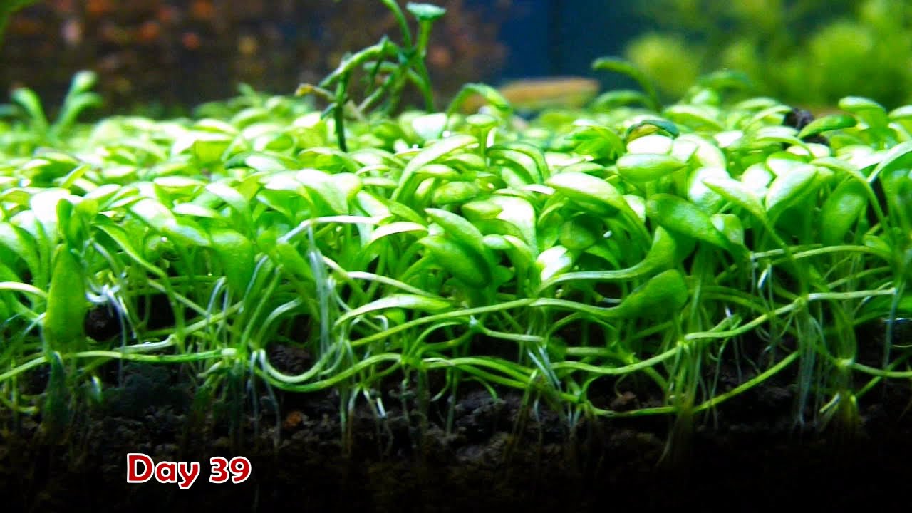 Glossostigma Carpet Plants - Planted Aquarium Setup