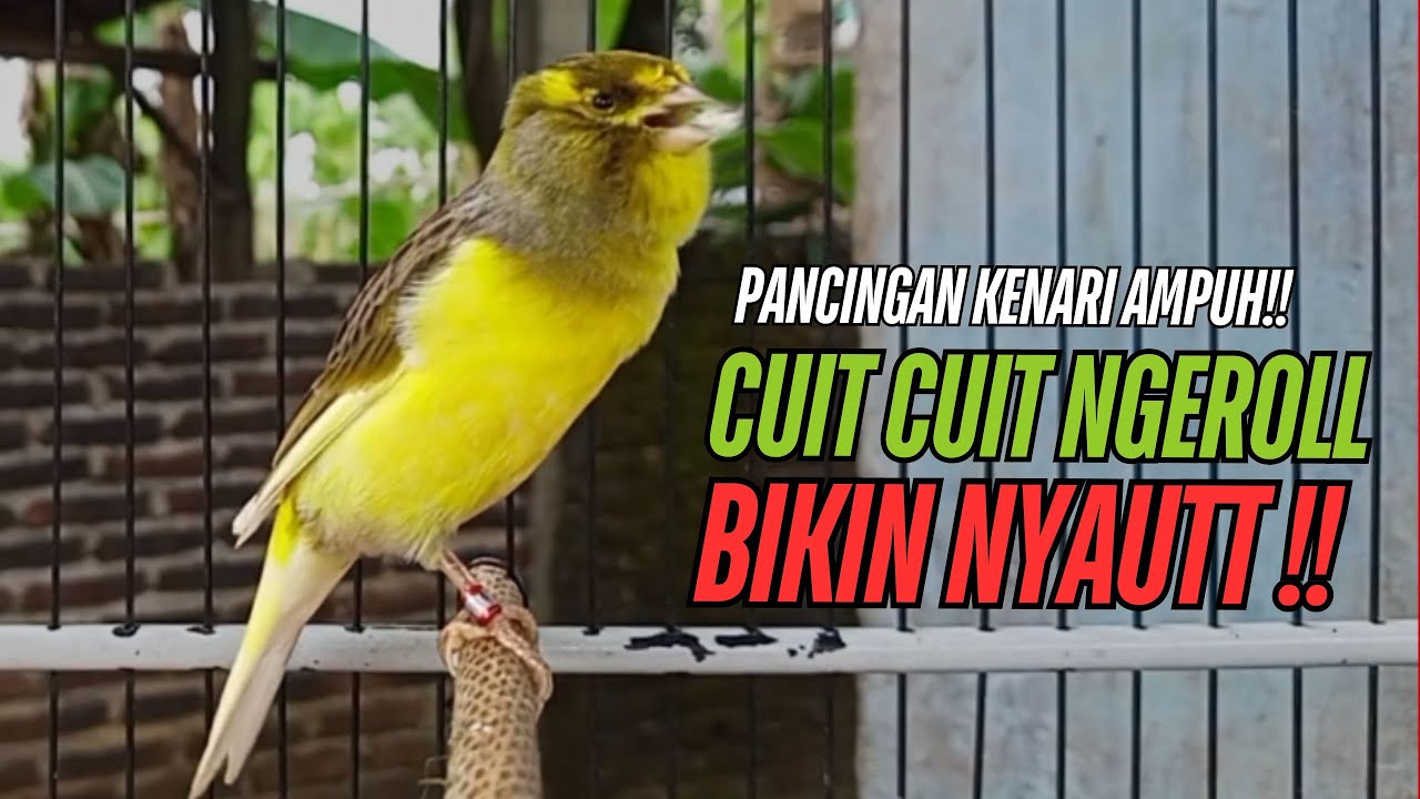 SUARA Kenari GACOR PANJANG Pancingan & masteran Kenari Paud AGAR gacor AMPUH Kenari MACET bunyii