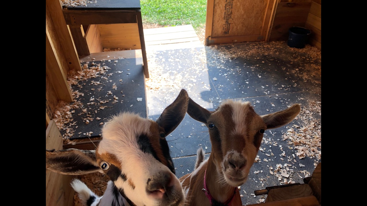 A Big Scare on the Farm! We're on High Alert!