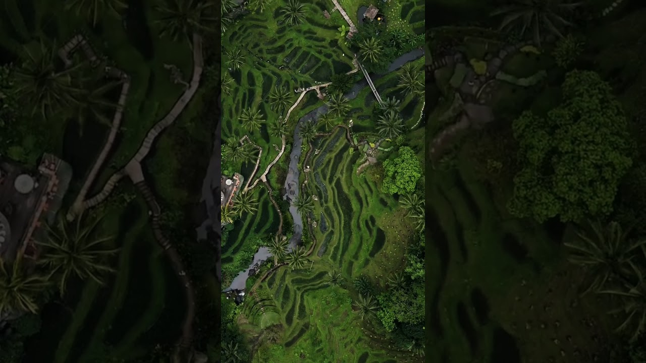 Tegallalang Rice Terrace #ubud #bali #pesonaindonesia #indonesia #travel #drone