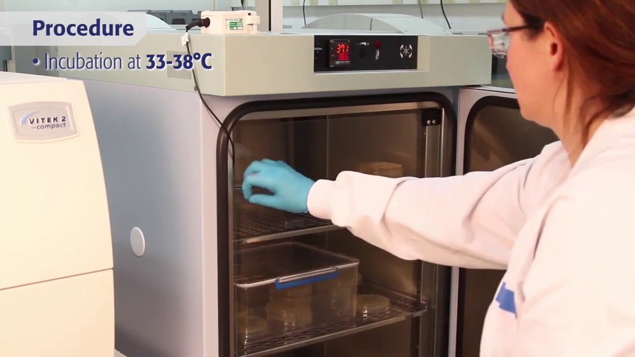 RAPIDEC® CARBA NP - Preparation and Procedure | US