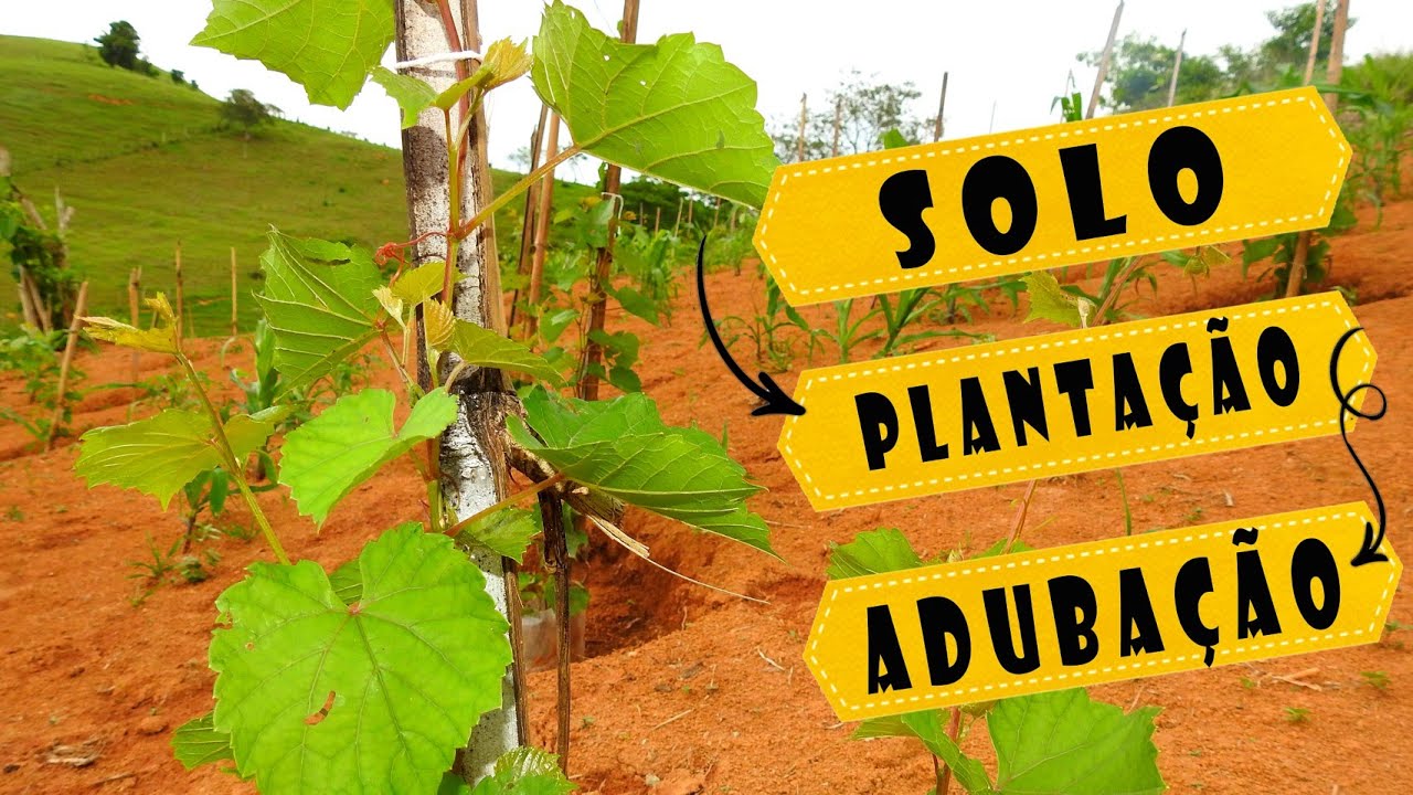 Preparação do Solo | Adubação e Plantio das Uvas