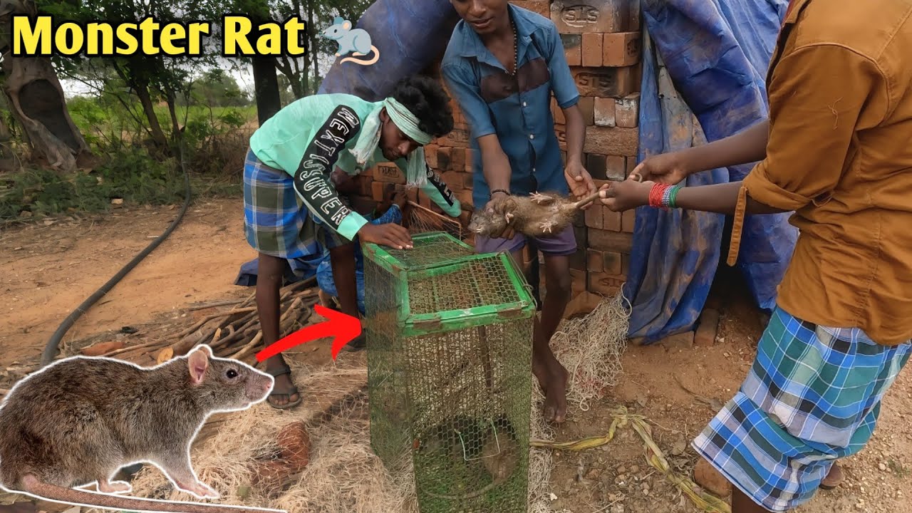 Monster RAT 🐀 Catching | 🐭தண்ணீர் ஊற்றி எலி புடிக்கும் பழங்கால வேட்டை முறை - Venu Adventures